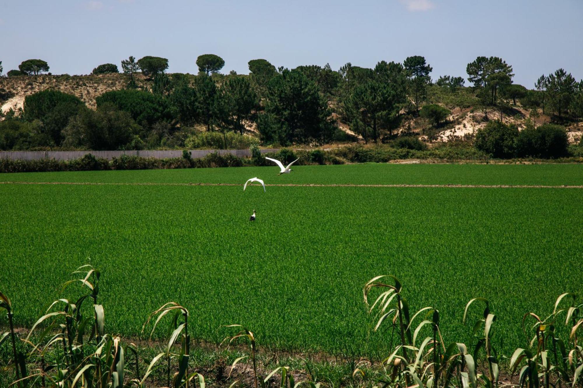 Herdade De Montalvo - Comporta Exterior photo